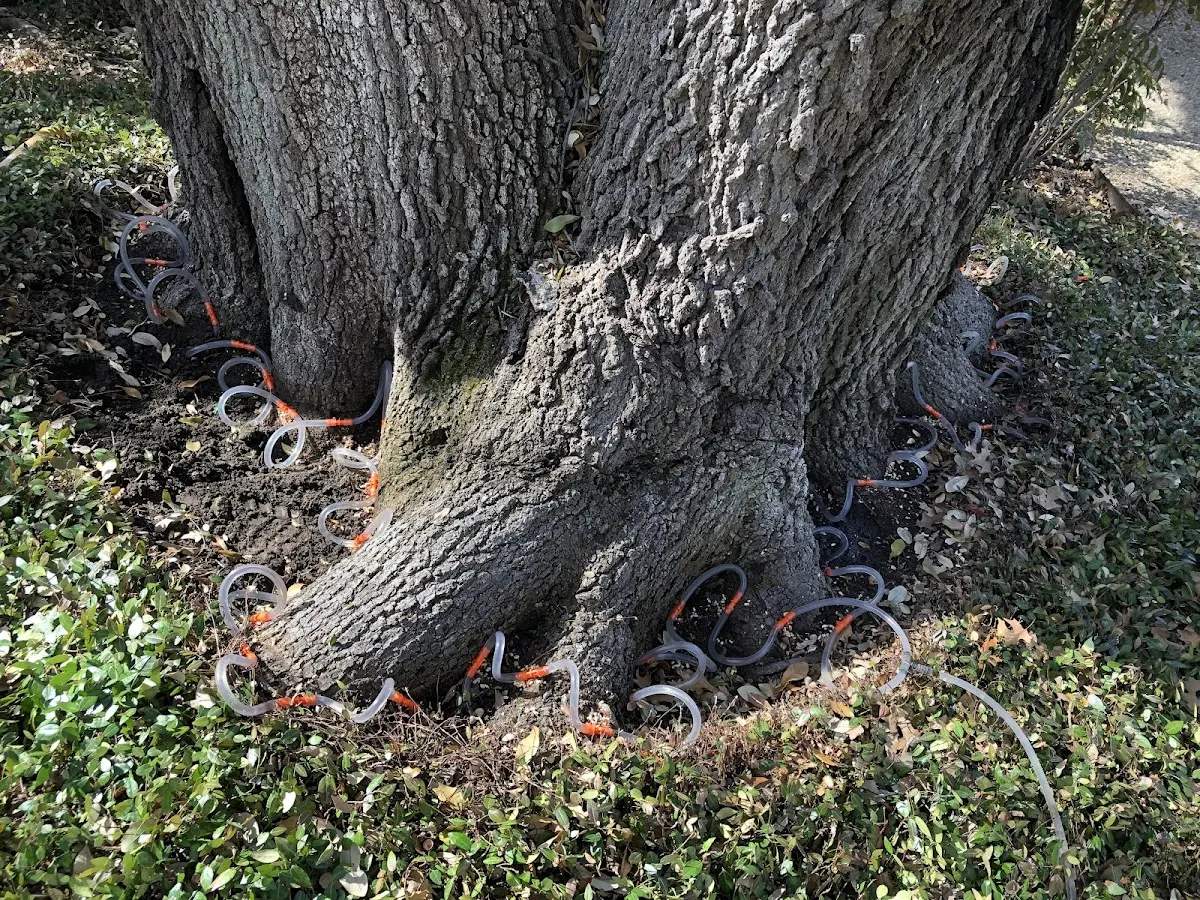 Detailed Tree Cabling and Bracing job site in Richmond Dale