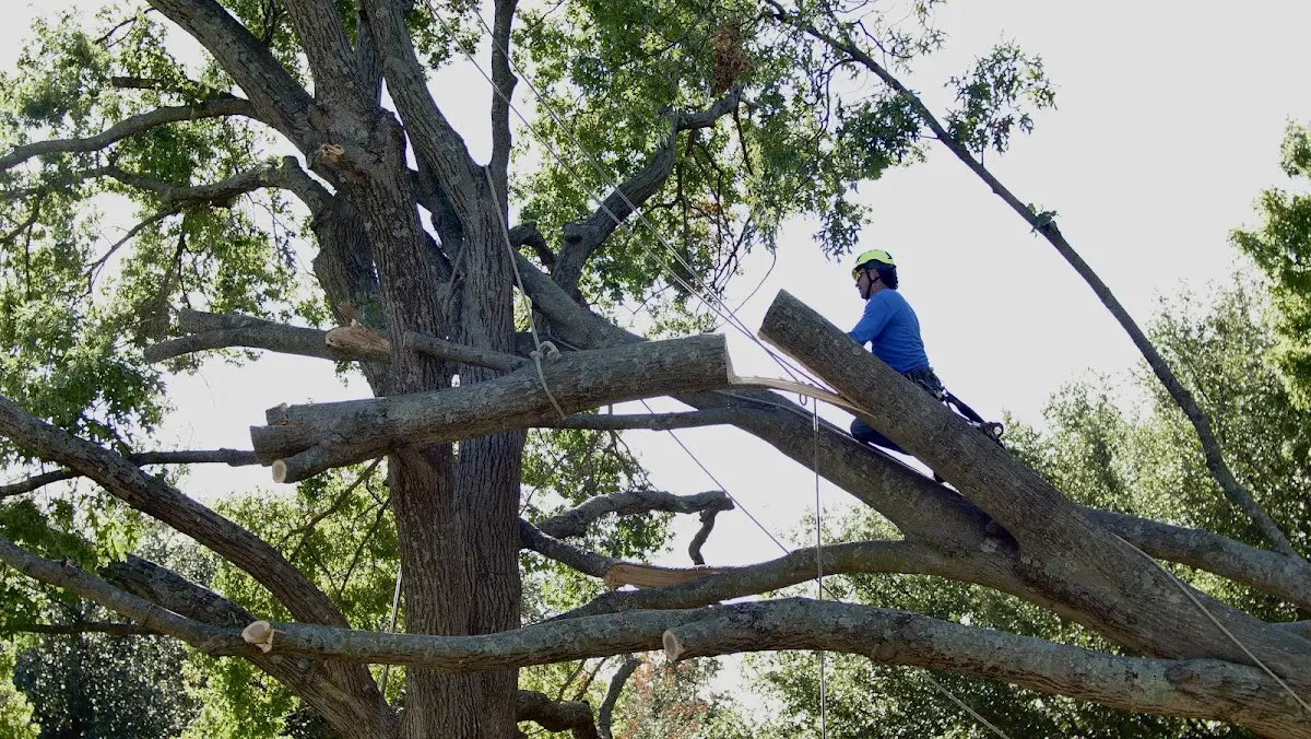 Professional Crown Thinning performed by certified arborists in Richmond Dale