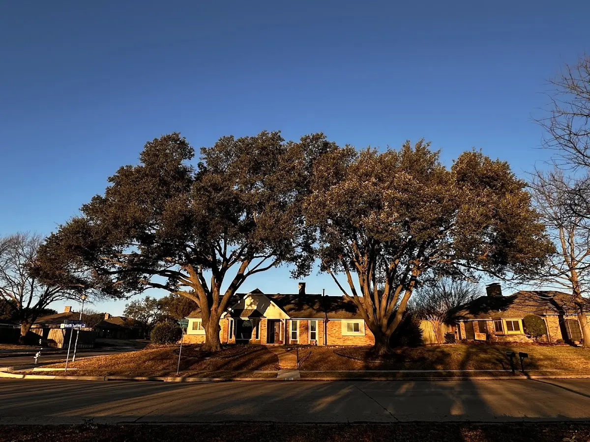 Established residential canopy tree shading a home in Richmond Dale
